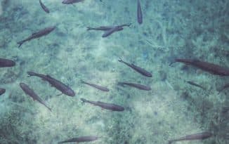 Tout savoir sur l’otocinclus affinis Tout savoir sur l’otocinclus affinis