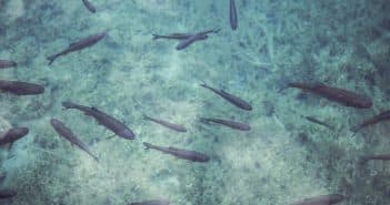 Tout savoir sur l’otocinclus affinis Tout savoir sur l’otocinclus affinis