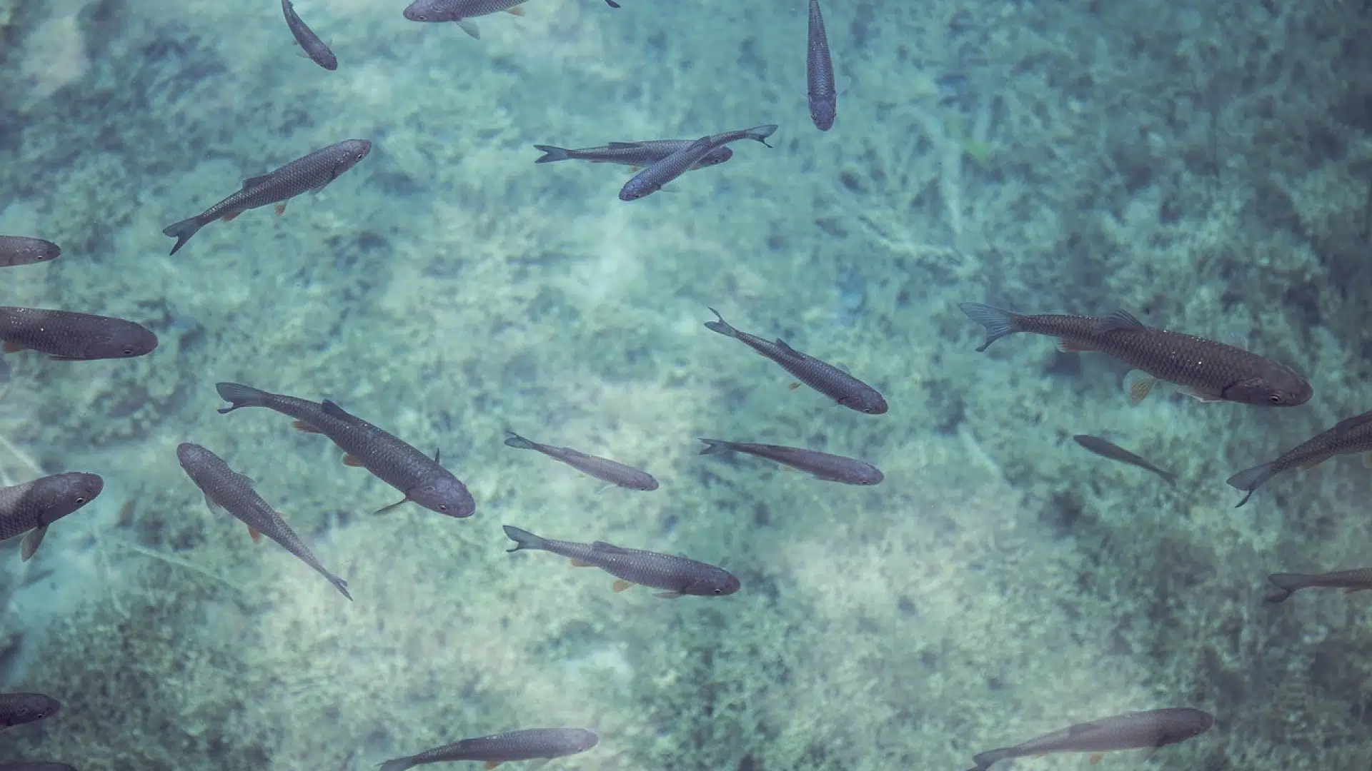 Tout savoir sur l’otocinclus affinis