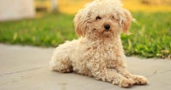 Quel âge adulte pour caniche toy ?