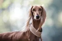Qui est le chien le plus moche du monde ?
