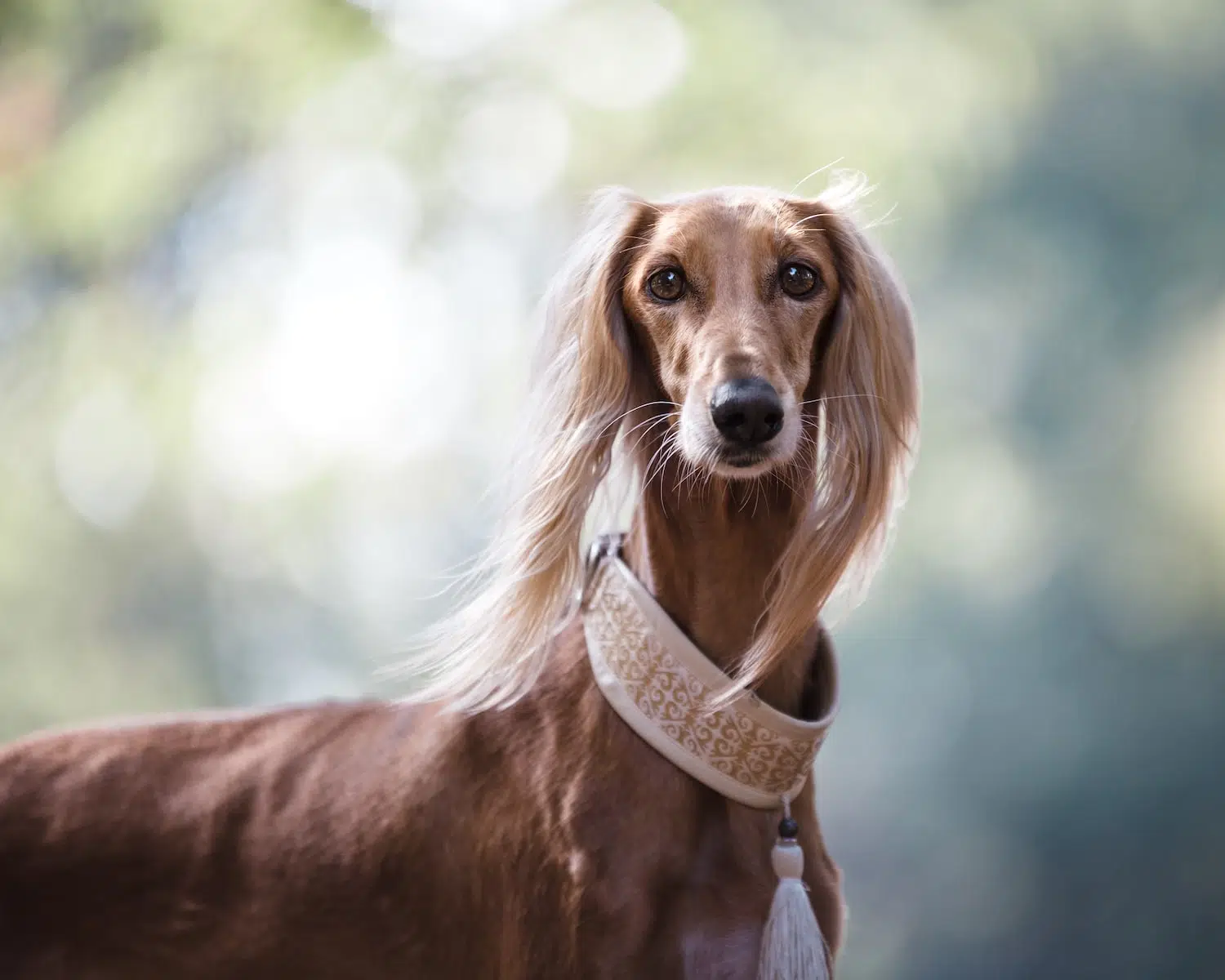 Qui est le chien le plus moche du monde ?
