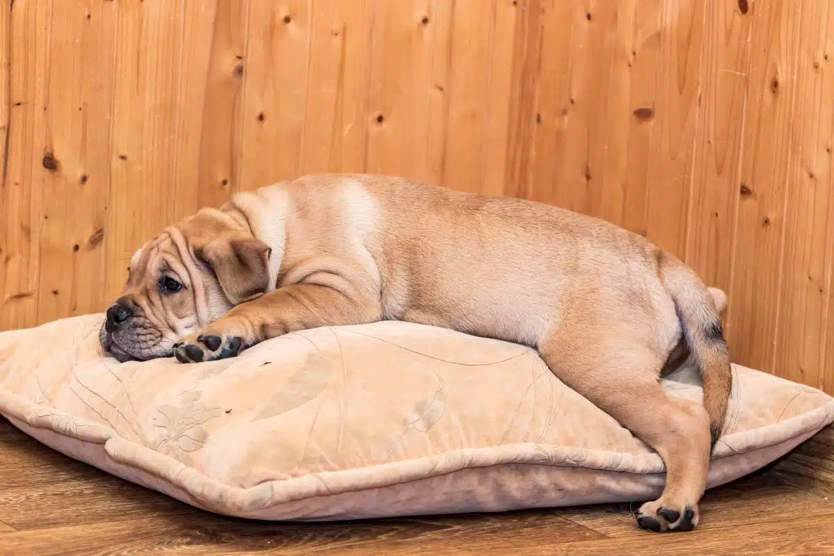 matelas pour chien